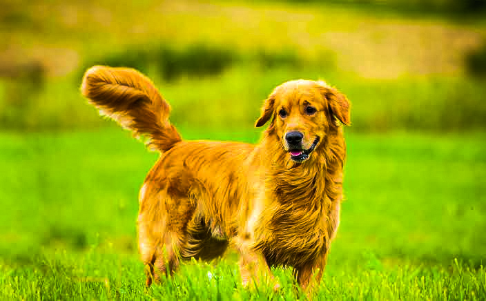 Golden retriever available here for sale