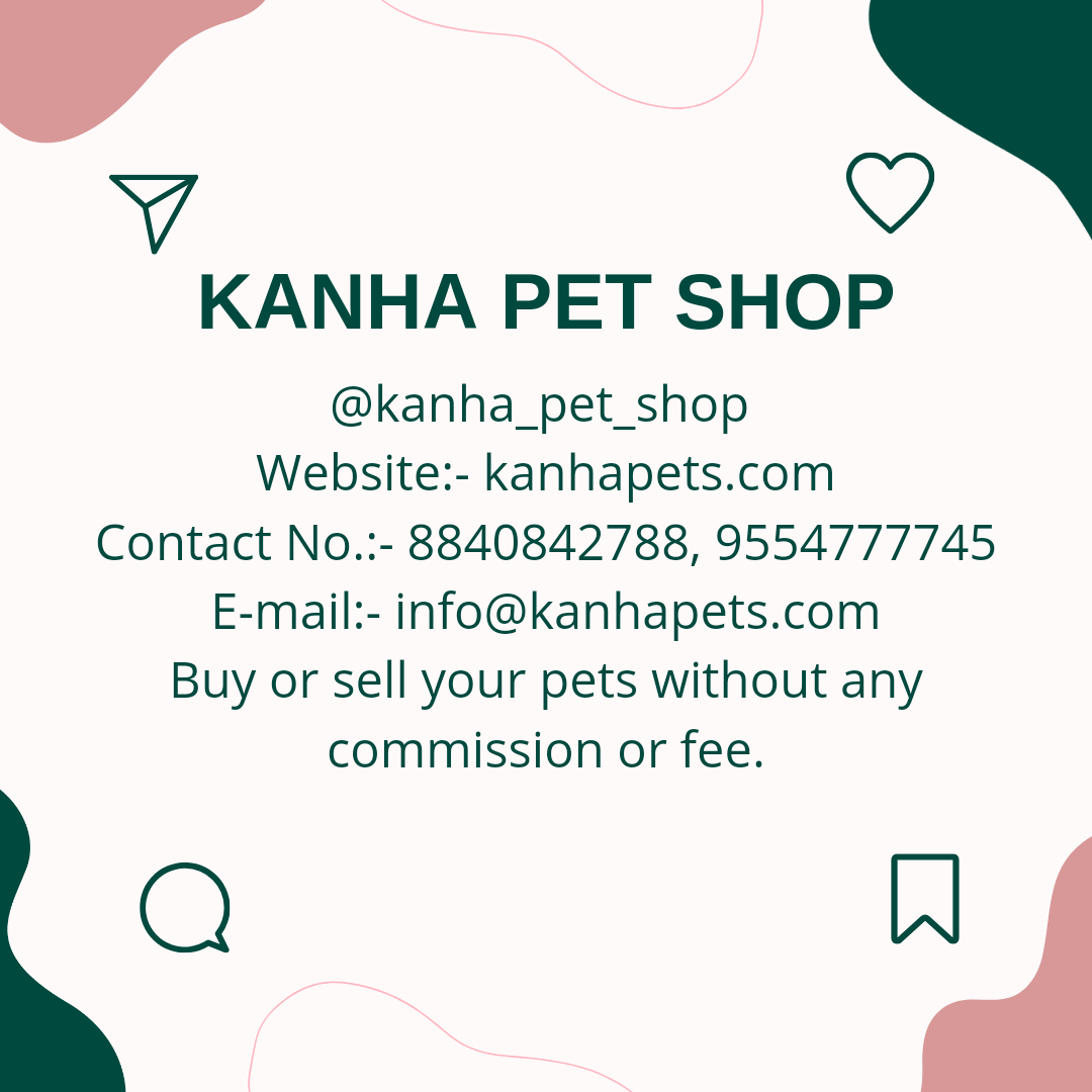 Best Pets in the Kanha Pet Shop