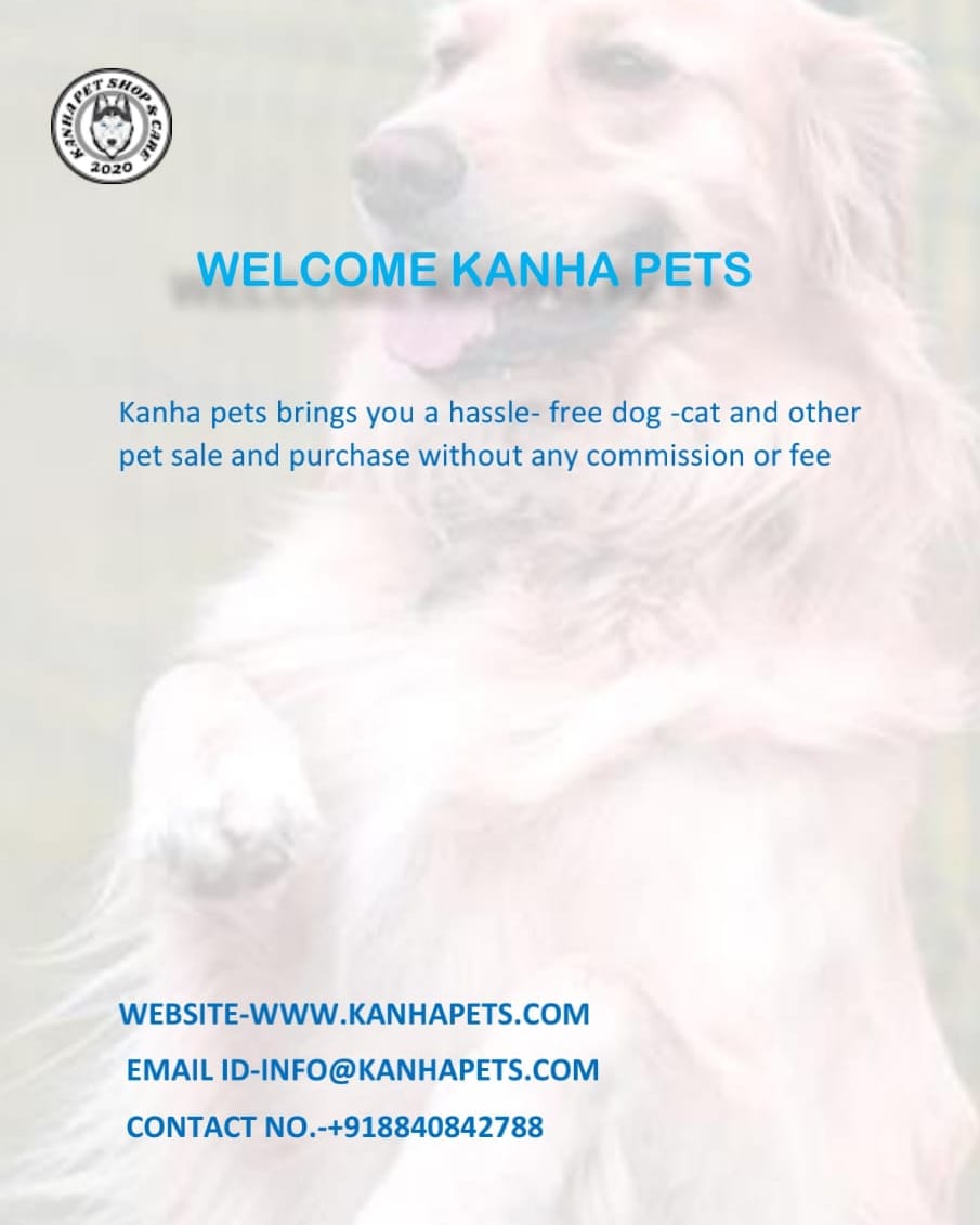 Best and high quality pets are available here