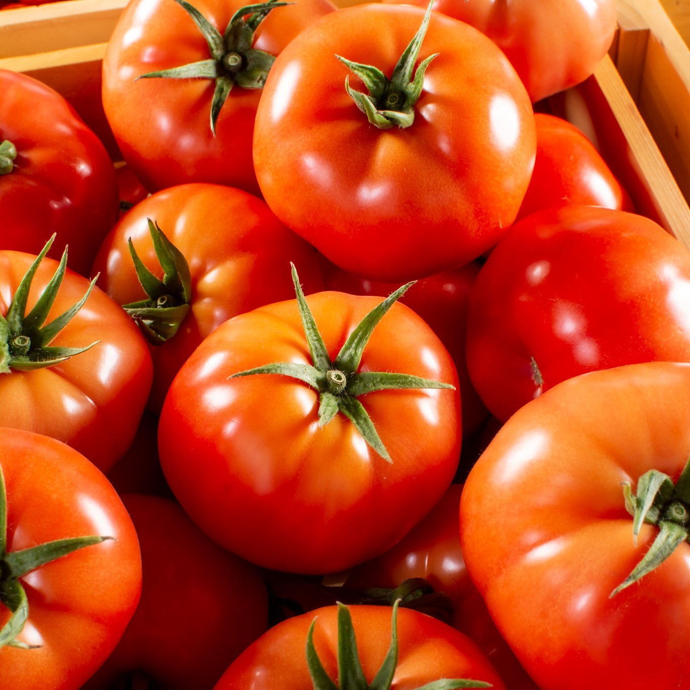 Hydroponics Tomatoes | Candy Tomatoes