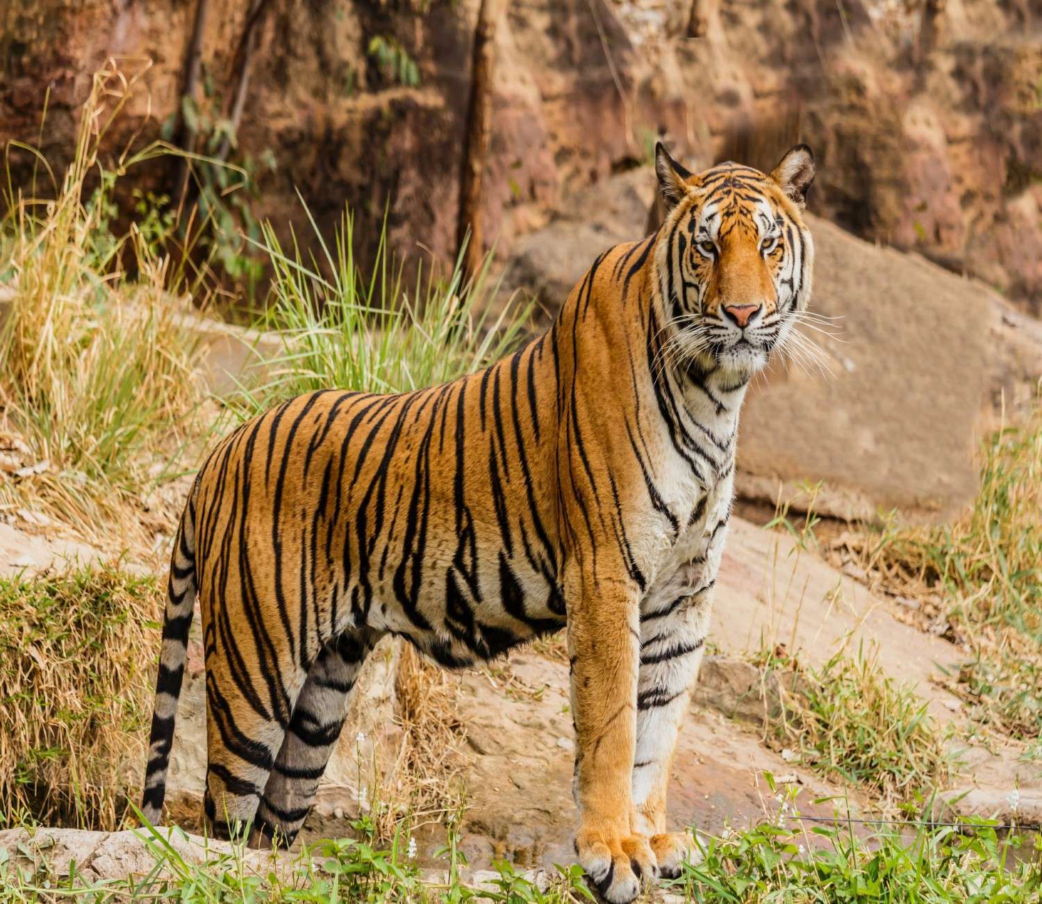 Book Your Wildlife Tour Package To India