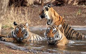 Book Rajasthan Wildlife Tour Packages