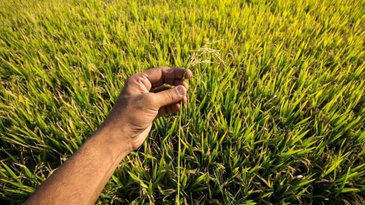 What are the Benefits of Organic Farming Rice for Your Health?