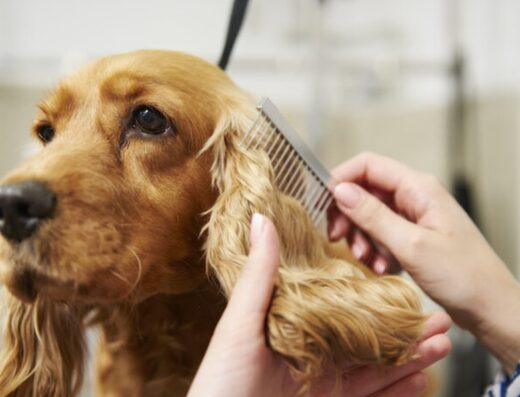 Seven Oaks Multi Speciality Pet Hospital Hyderabad